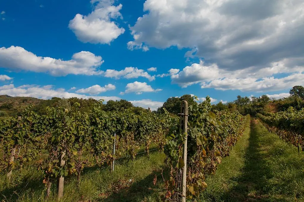 Agriturismo Terre Di Leonardo Vinci Bed & Breakfast
